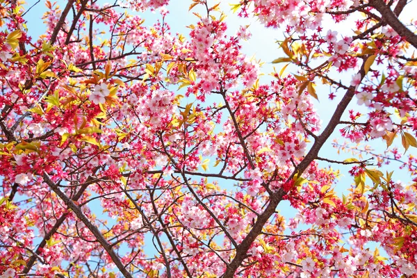 Сакура дерево — стокове фото