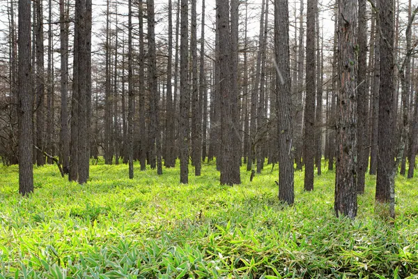 Pine tree forest — Stock Photo, Image