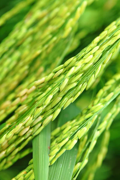 Färska paddy ris växten — Stockfoto