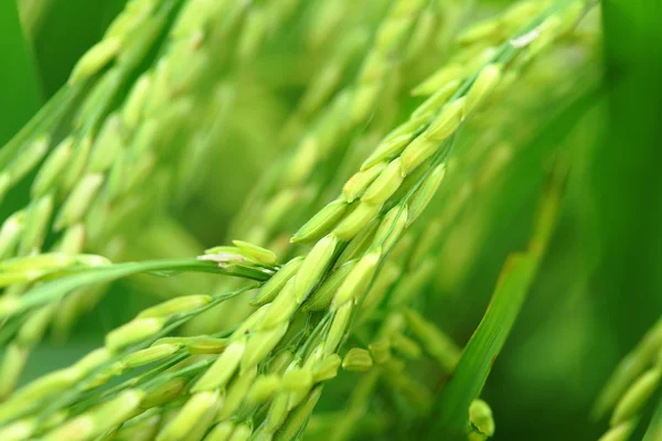 Arroz paddy — Fotografia de Stock