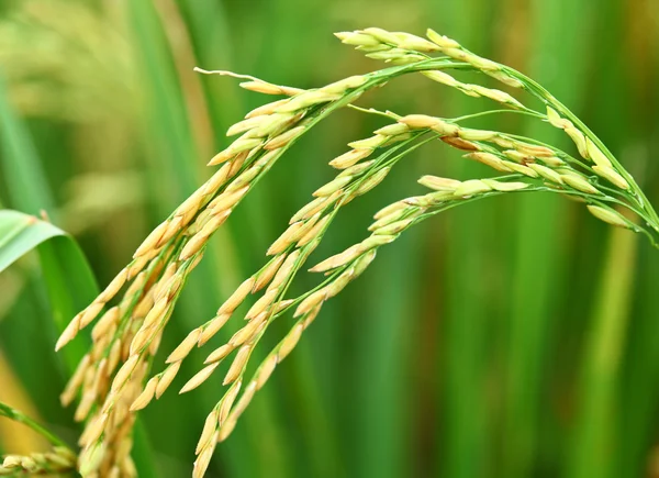 Planta de arroz paddy — Fotografia de Stock