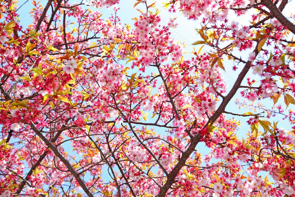 Sakura árbol: fotografía de stock © leungchopan #40649679 | Depositphotos