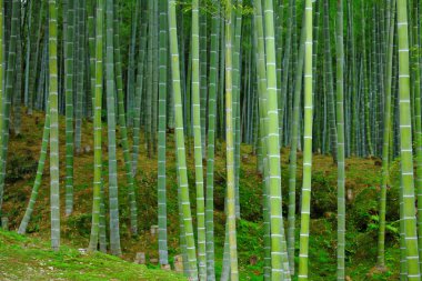 Green bamboo forest clipart