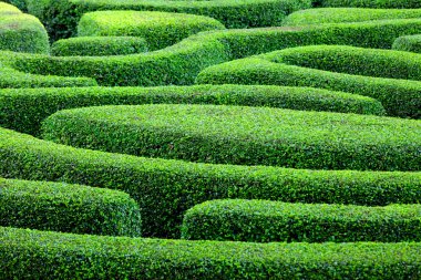 Labyrinth garden clipart