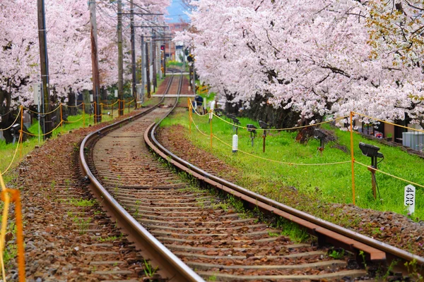 桜の木と鉄道トラックします。 — ストック写真