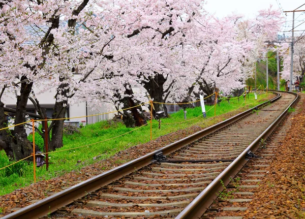 Sakura tree with railroad — Stock Photo, Image