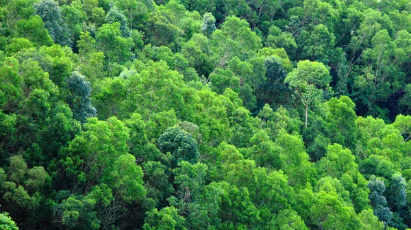 Forêt verte sur montagne — Photo