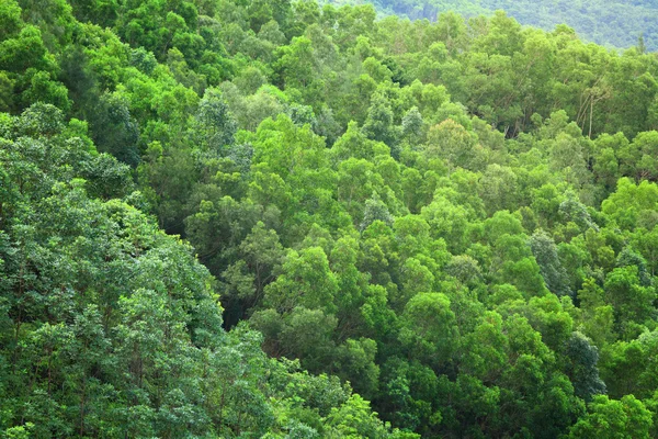 Ліс з видом — стокове фото