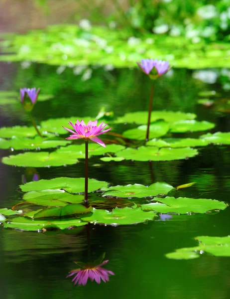 Flor de loto en estanque —  Fotos de Stock