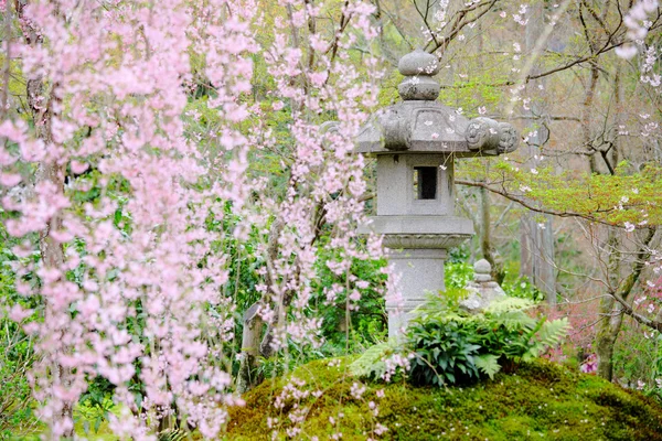 Sakura tree in Japanese garden — Stock Photo, Image