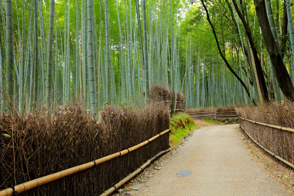 Estrada na floresta de bambu — Fotografia de Stock