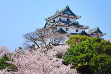 wakayama Japon kale