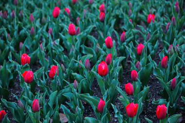 kırmızı lale alan