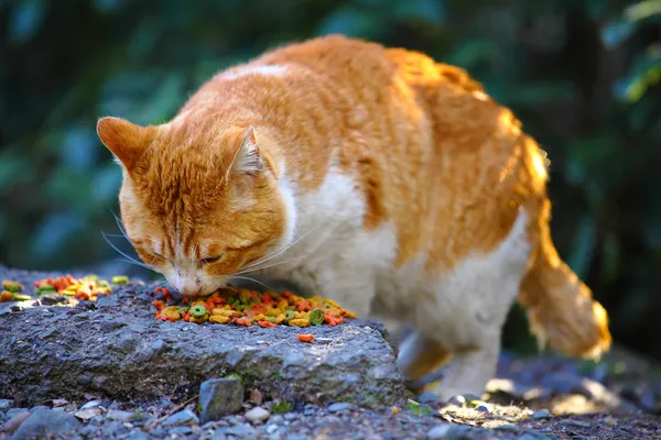 Straßenkatze — Stockfoto