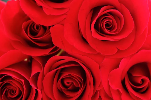 Red rose bouquet — Stock Photo, Image