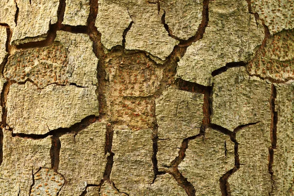 Tree bark — Stock Photo, Image