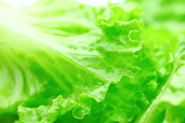 Lettuce texture — Stock Photo, Image