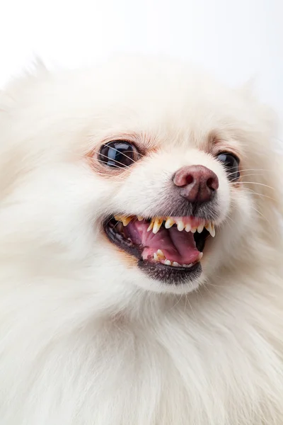 Vit pomeranian bark — Stockfoto