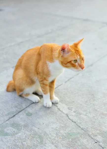 Kat op straat — Stockfoto