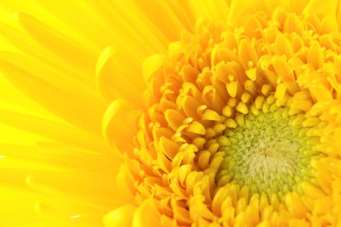 Sarı papatya yakın çekim