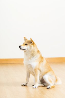 kahverengi shiba kenara arıyorsunuz