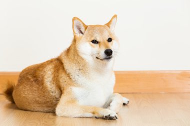 Shiba ev