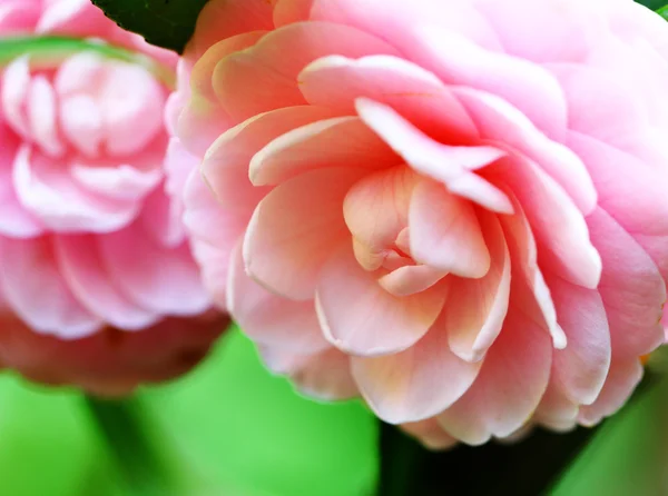 Camellia — Stock Photo, Image