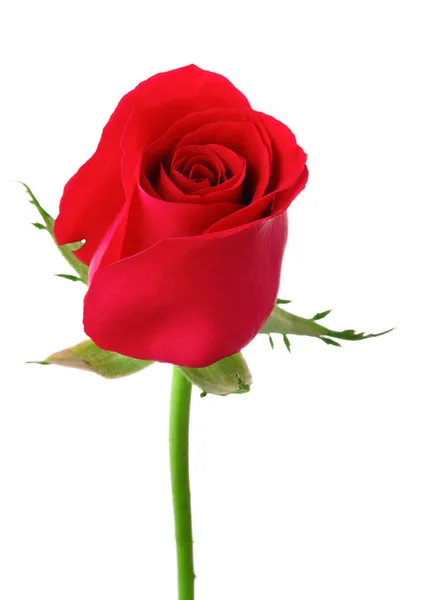 Jedna czerwona róża — Zdjęcie stockowe