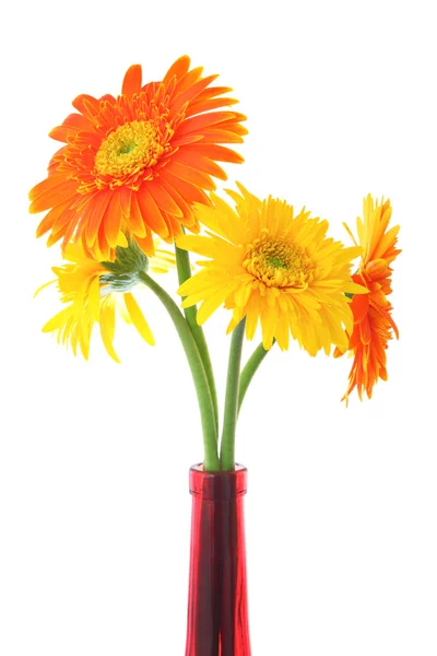 Daisy in vase — Stock Photo, Image