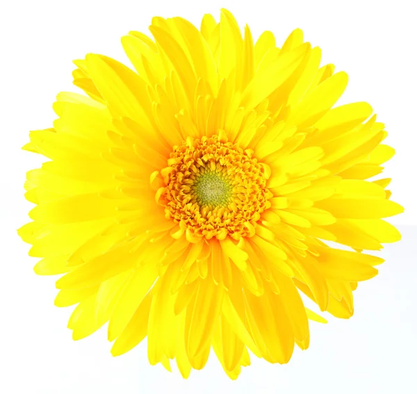 Żółty stokrotka — Zdjęcie stockowe
