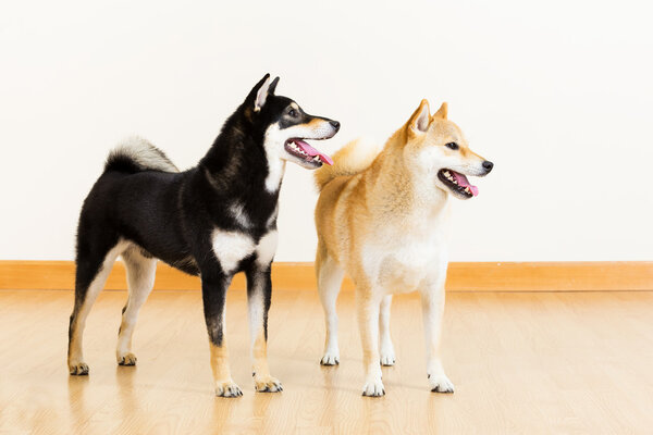 Two shiba looking aside