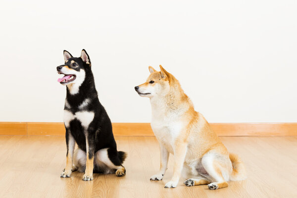 Two shiba at home and looking aside