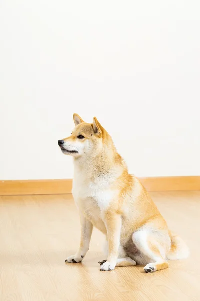 Shiba marrón mirando a un lado — Foto de Stock