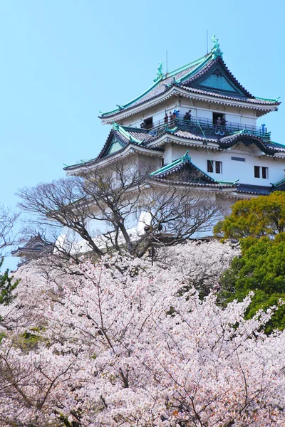 Wakayama castle with sakura — Stock Photo, Image