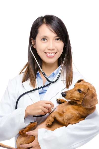 Женщина-ветеринар держит собаку таксы — стоковое фото
