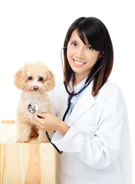 Femmina veterinario diagnosi cane barboncino — Foto Stock