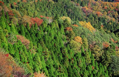 Sonbaharda dağ ormanı