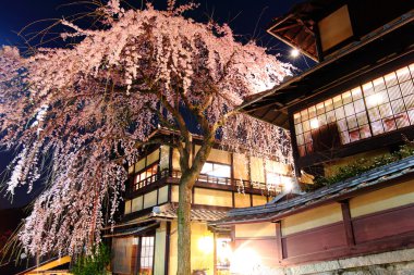 geleneksel Japon ev gece sakura ağacı