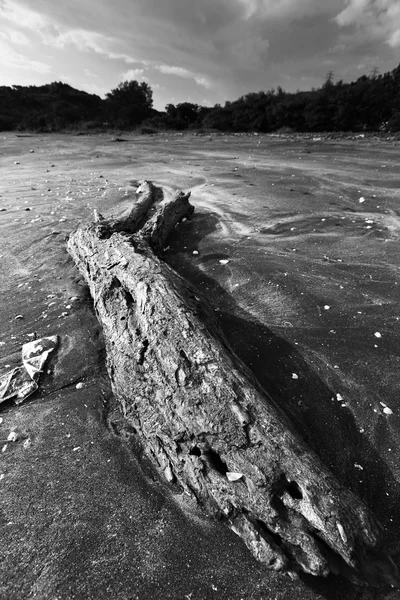 Madera de deriva — Foto de Stock