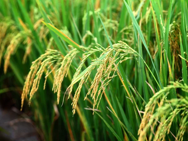 Paddy rice — Stock Photo, Image