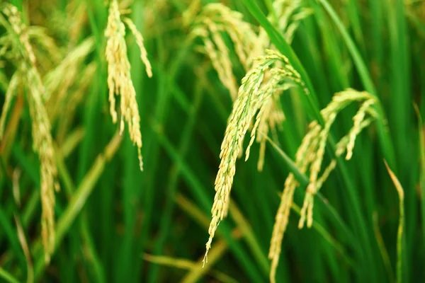 Planta de arroz con arroz —  Fotos de Stock