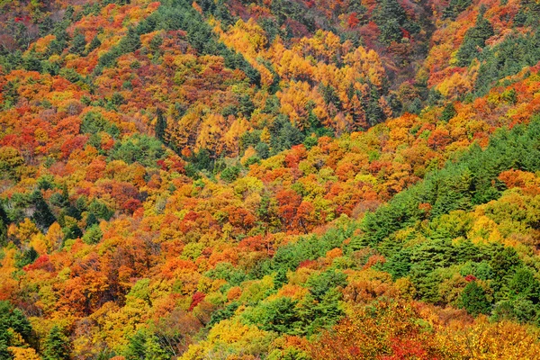 Bosque de montaña en otoño —  Fotos de Stock