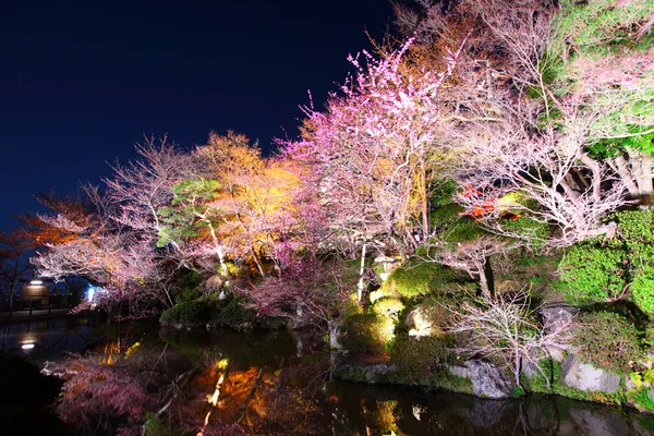 Sakura en rivier bij nacht — Stockfoto