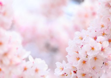 Sakura