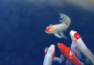 Koi balığı.