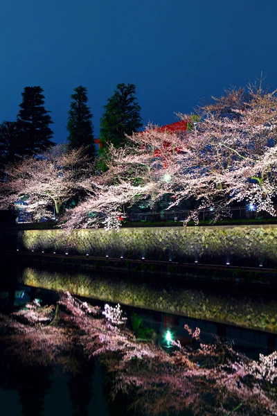 Sakura strom a jezero odraz v noci — Stock fotografie