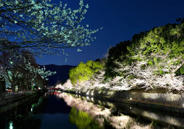 Sakura και το ποτάμι στο Κιότο, τη νύχτα — Φωτογραφία Αρχείου