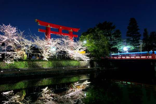 Sakura and torii at night — Stock Photo, Image