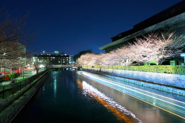 樱花的樱花在京都夜间湖 — 图库照片