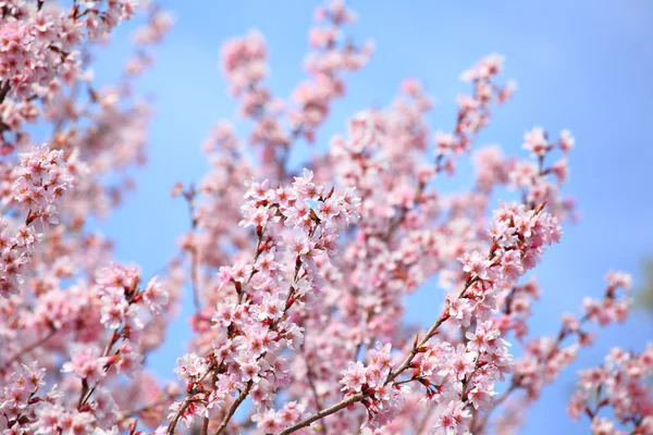 Sakura und blauer Himmel — Stockfoto